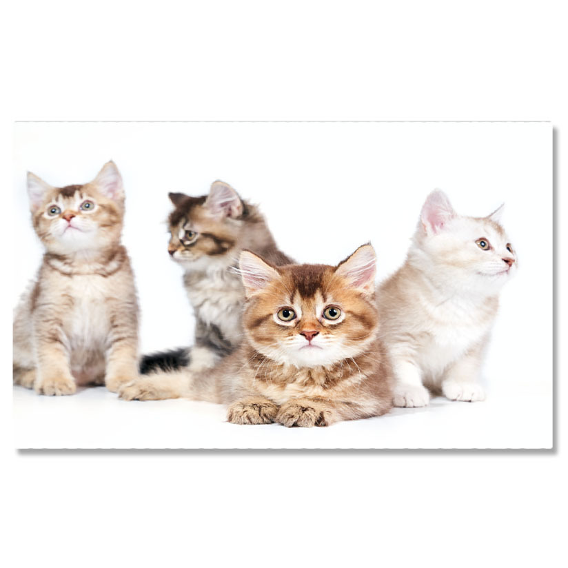 Animale - Tablou Canvas Patru Pisoi Animale de Companie, Pisici, Draguti, Mici, Blaniti 1278 40x25CM
