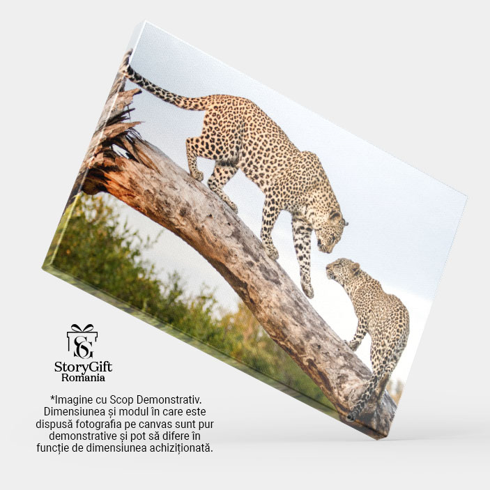 Tablou Canvas: 2 Feline, Mama si Puiul 40x25CM [4]