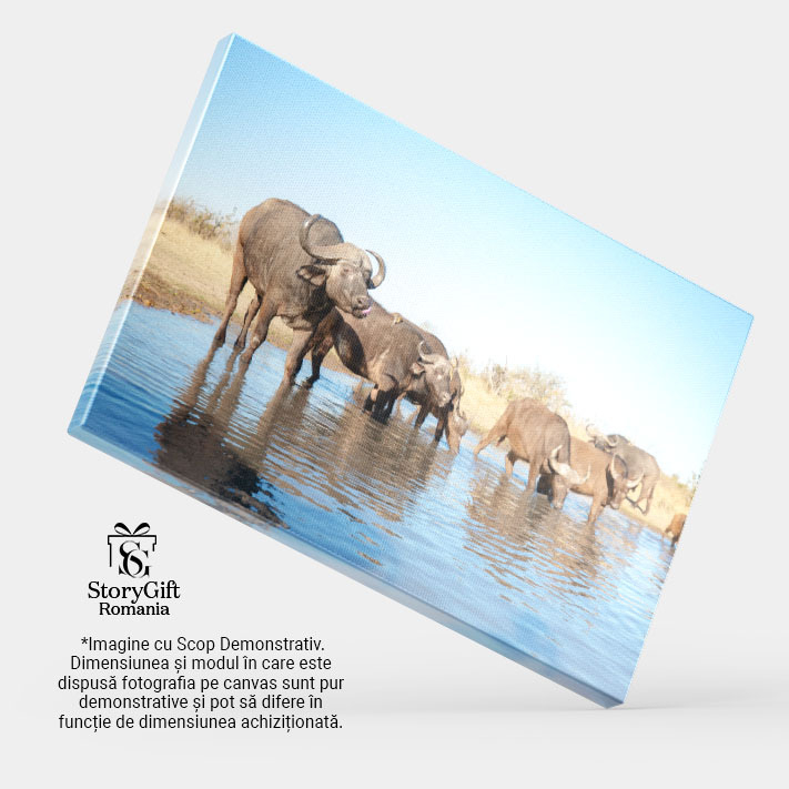 Tablou Canvas: Bivoli de apa domestic In Natura 40x25CM [4]