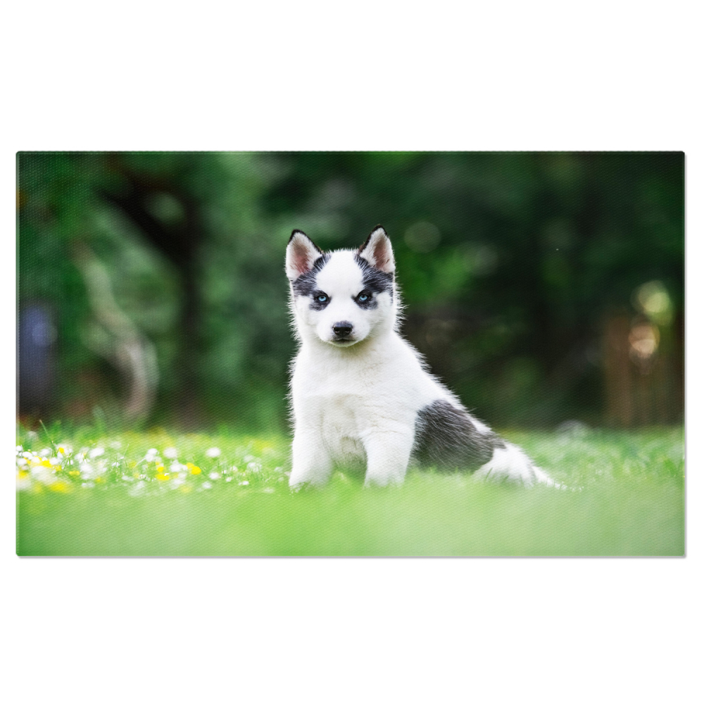 Câine Alb Mic, Rasă Husky Siberian - Prietenul Ideal în Natură, Marime 40x25CM [1]