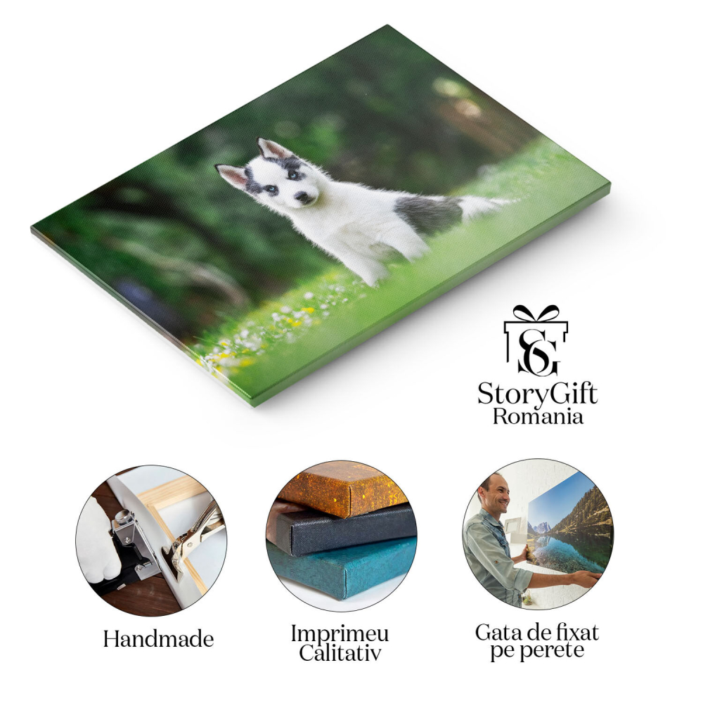 Tablou Canvas Caine Alb Mic, Rasa Husky Siberian, animal de companie, husky, gradina, natura 92 40x25CM [2]