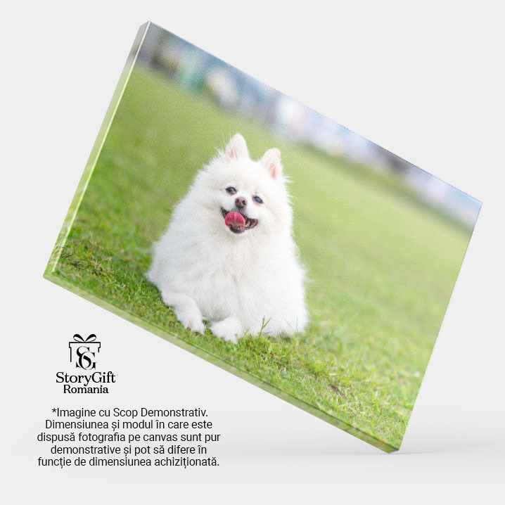 Tablou Canvas Caine Pomeranian pe iarba verde Pomeranian, Iarba Verde, Natura, Animal, Fericire 3599 40x25CM [4]