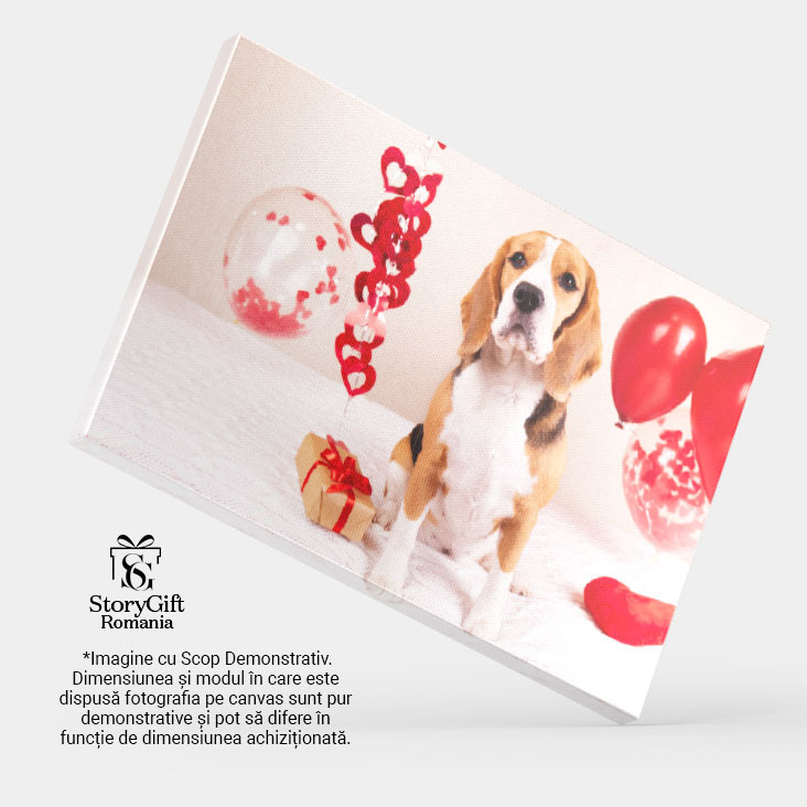 Tablou Canvas Cainele Beagle sta pe pat acoperit cu o patura, caine, Beagle, iubire, prezent, inima 4478 40x25CM [4]