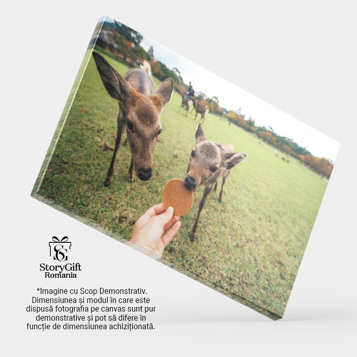 Tablou Canvas Cerbi si Fauna in Parcul Nara, Kyoto, Japonia Nara, animale, bambi, parcul Nara, Kyoto 1618 40x25CM [4]