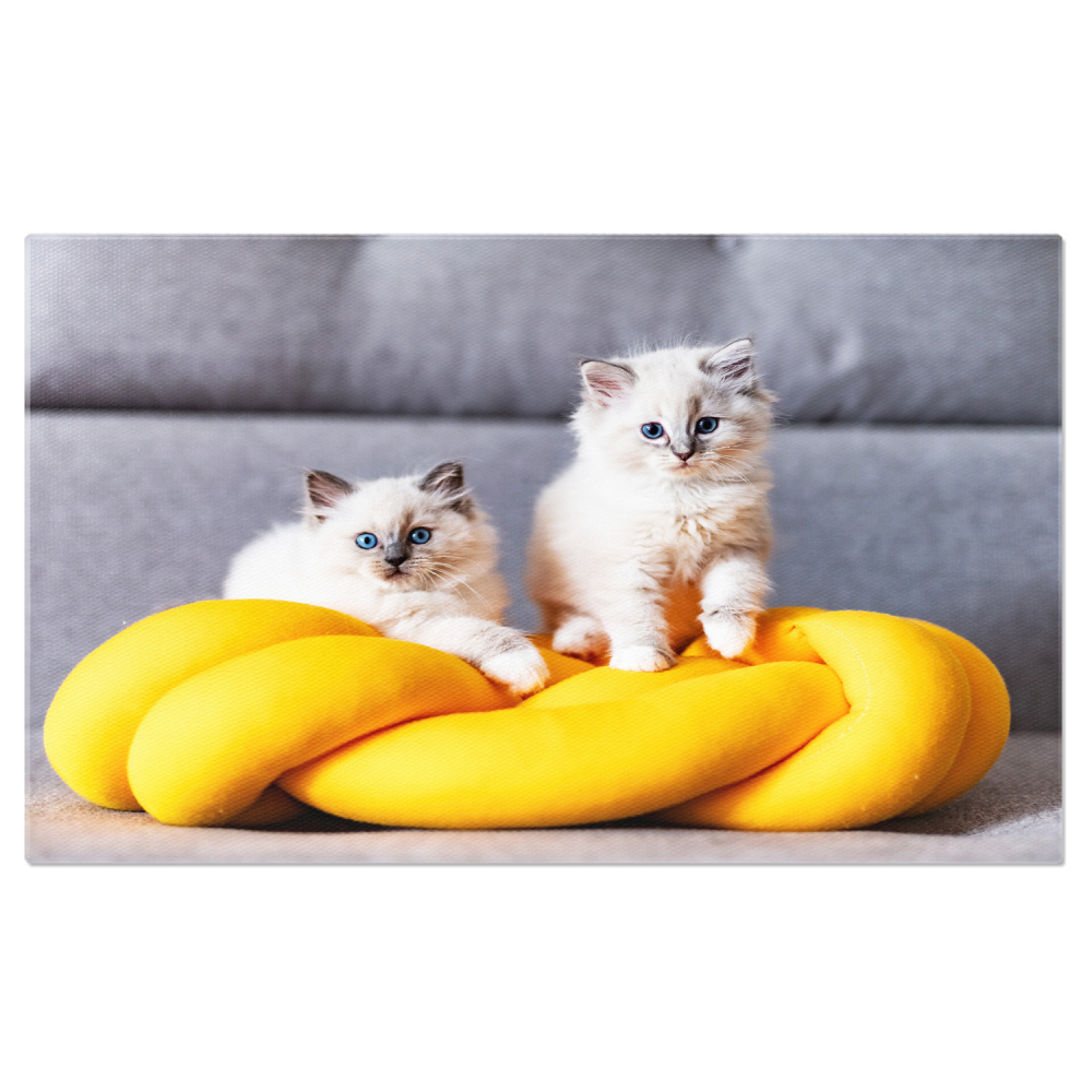 Kitten Ragdoll în Repous - Pisoi de Rasă Pură cu Privire Dulce, Marime 40x25CM [1]