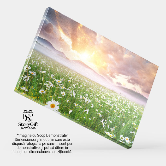 Tablou Canvas -Cu Margarete in Dimineata Cetoasa natura, peisaj, dimineata, ceai, flori 1594 40x25CM [4]