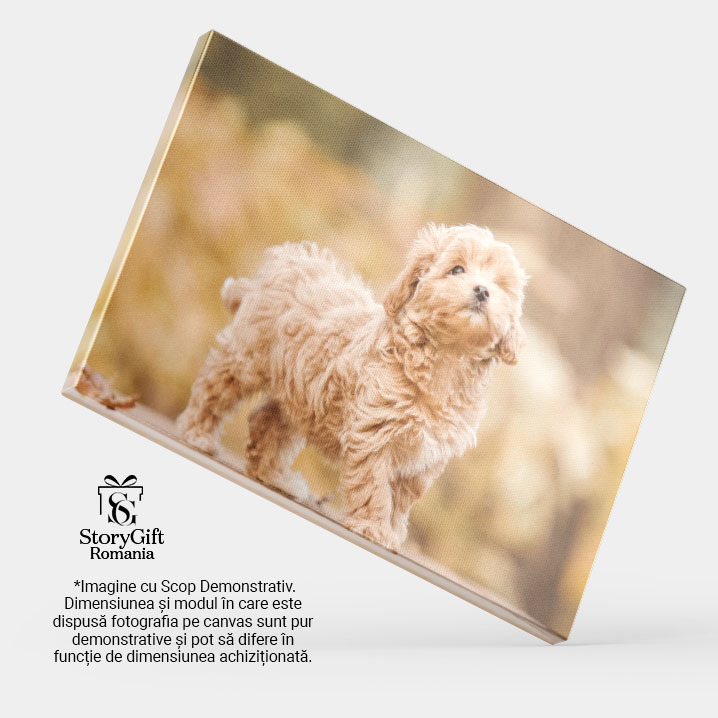 Tablou canvas cu pui de catel, poodle, toamna, banca de lemn, frunze, multicolor 40x25CM [4]