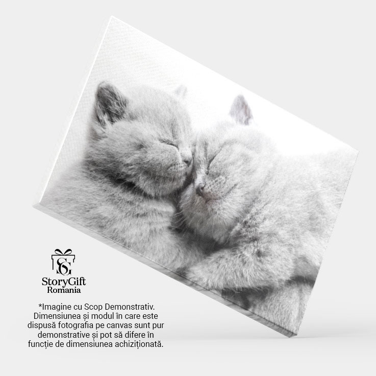 Tablou Canvas cu Pui de Pisica Somnoros - Dragoste si Caldura in Somn 40x25CM [4]