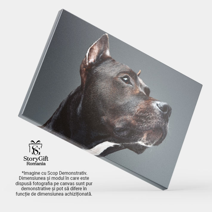 Tablou Canvas cu Staffordshire Bullterrier - Eleganta si Loyalitate 40x25CM [4]