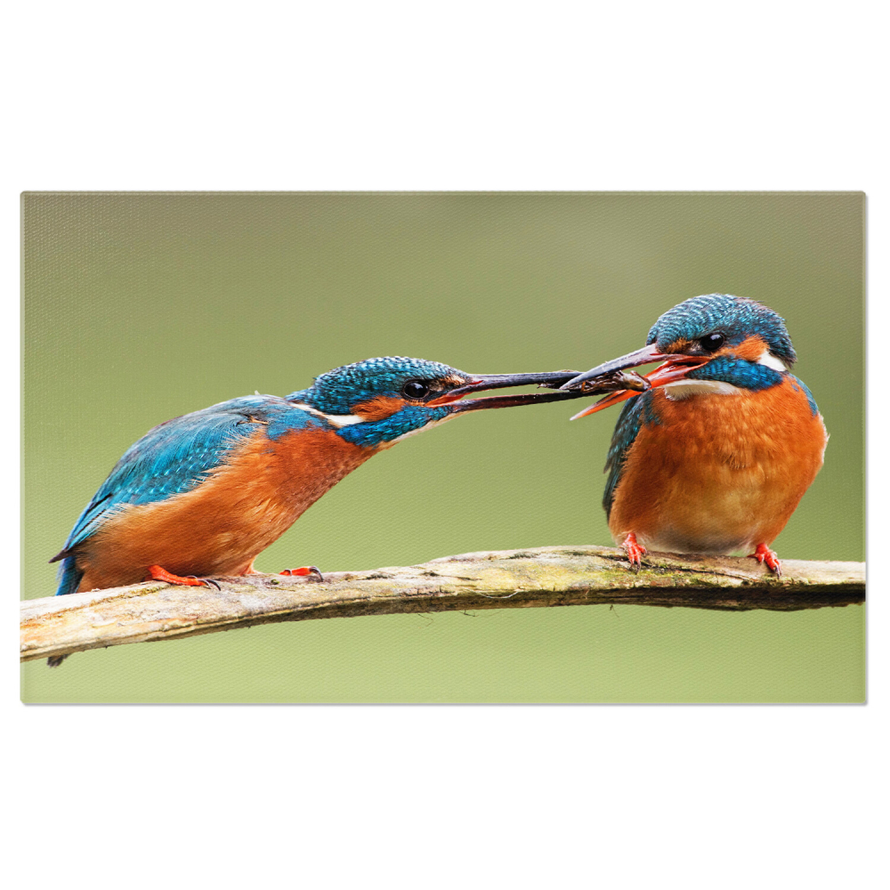 Tablou Canvas Două Inimi pentru Unul: Peisaj de Iubire în Lumea Animală, Marime 40x25CM [1]