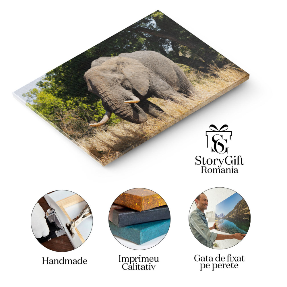 Tablou Canvas Elefant African Kruger, Maretie, Natura Natura, 40x25cm [2]