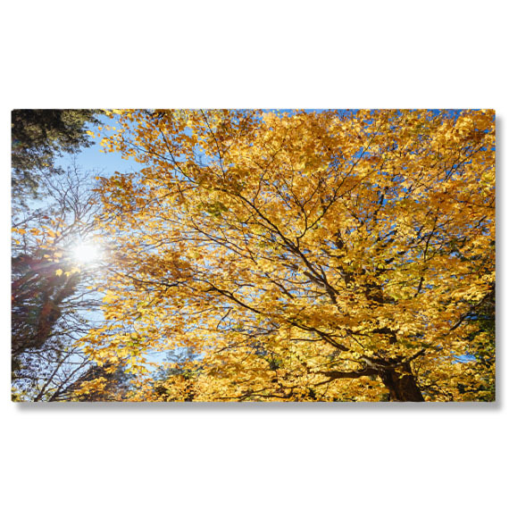 Tablou Canvas Gradinile Memorial Alfred Nicholas in Australia, australia, toamna, frumos, boathouse, colorat, colorat, rural, dandenongs, mediu, cadere, frunze, padure, gradini, aurii, idilic 361 40x2 [1]