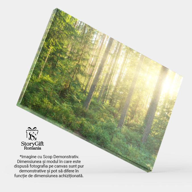 Tablou Canvas Lumina soarelui in padure, copaci, peisaj natural 2524 40x25CM [4]