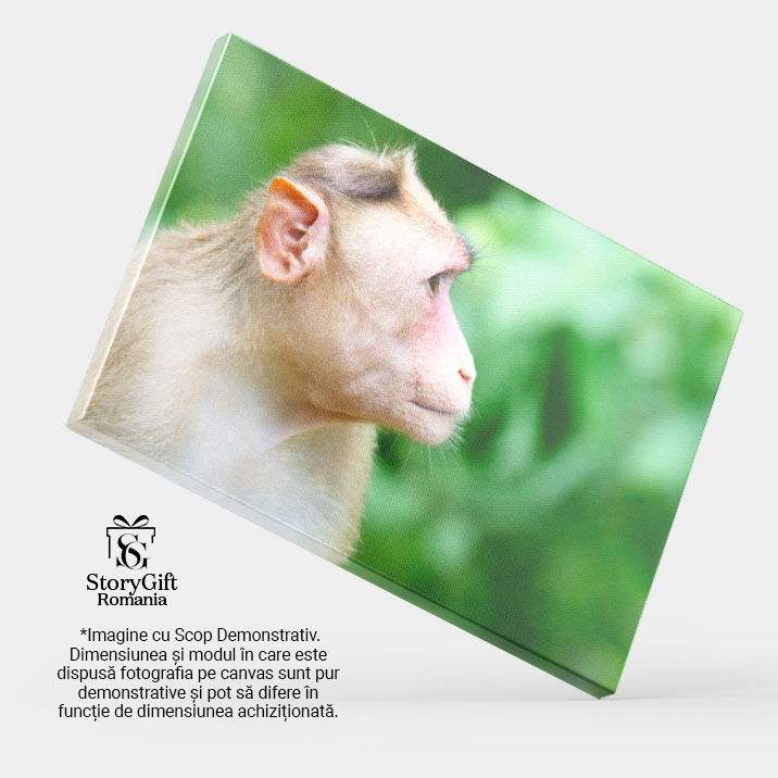 Tablou Canvas Maimuta la Parcul National Sanjay Gandhi Natura, Animal, Parc National, India, Exotic 3061 40x25CM [4]