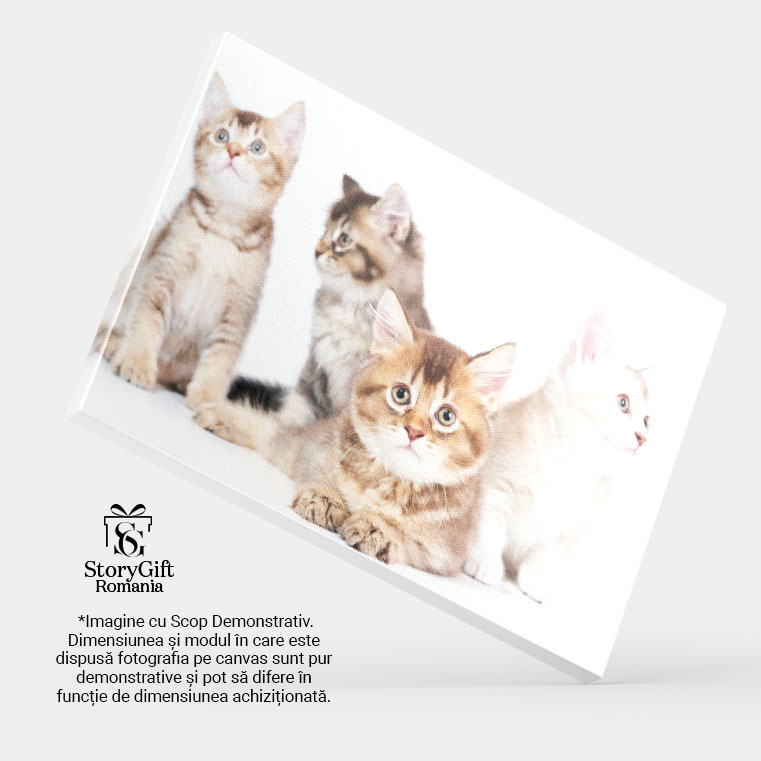 Tablou Canvas Patru Pisoi Animale de Companie, Pisici, Draguti, Mici, Blaniti 1278 40x25CM [4]