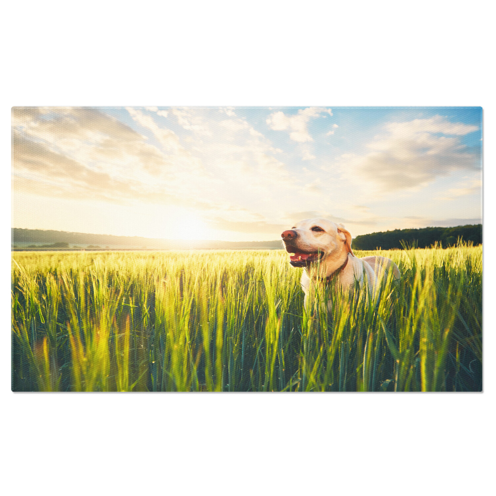 Tablou Canvas: Peisaj de Vară - Soare și Câmpii, Marime 40x25CM [1]