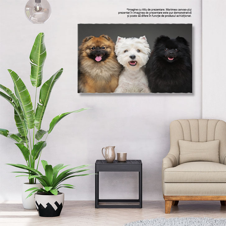 Tablou Canvas - Pomeranian Spitz: Catelus Negru si Alb cu Privire Pozitiva 40x25CM [3]