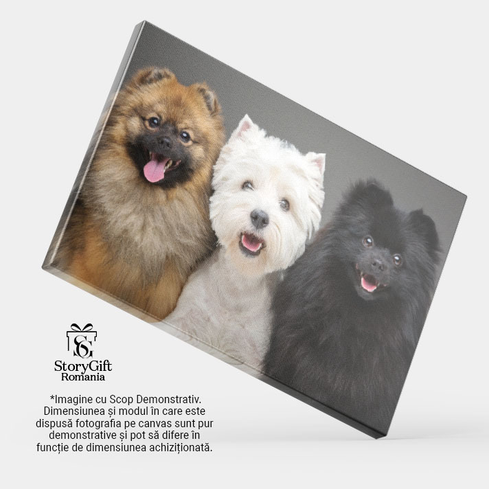 Tablou Canvas - Pomeranian Spitz: Catelus Negru si Alb cu Privire Pozitiva 40x25CM [4]