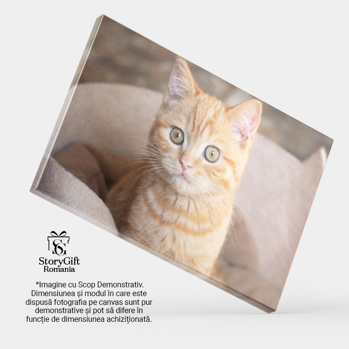 Tablou Canvas Pufosa Pisicuta Portocalie Stand in Fotoliul Ei, Animal, Draguta, Acasa, Blanos 2796 40x25CM [4]