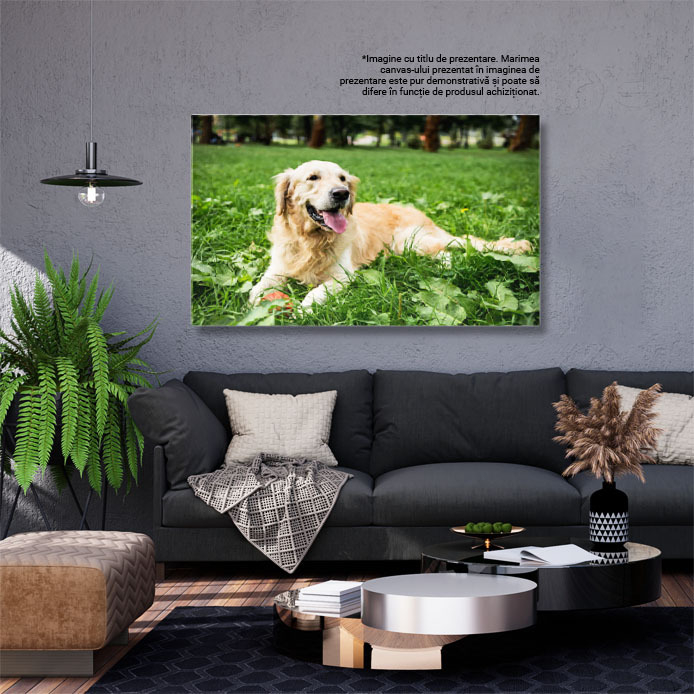 Tablou Canvas Retriever Auriu Amuzant Odihnindu-se pe Gazon Verde Golden Retriever, Amuzant, Odihna, Gazon Verde, Relaxare. 2100 40x25CM [3]
