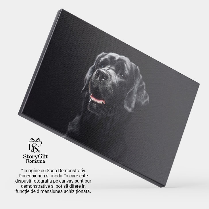 Tablou Canvas - Retriever Pufos, Portret Close-Up si Veselie Canina 40x25CM [4]