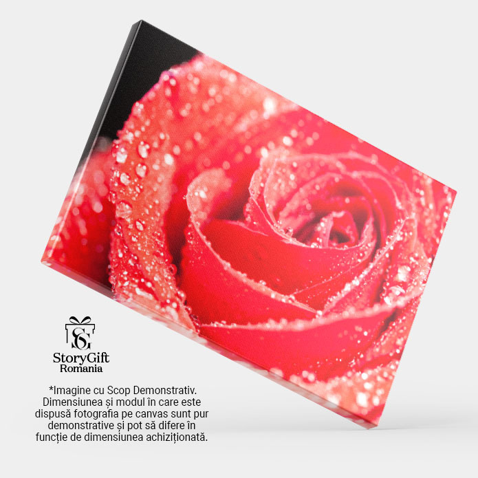 Tablou Canvas Simbol al Iubirii trandafir Rosu pe Fundal Negru, Frumusete Naturala inalta si Eleganta in Contrast de Culori 40x25CM [4]