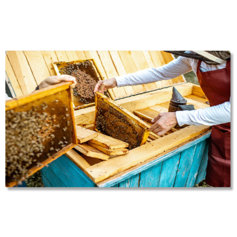 Meserii - Tablou Canvas Apicultor Lucrand cu Fagurii, stup, albina, fagure, apicultor, natural 817 40x25CM