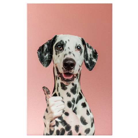 Câini - Tablou Canvas Dalmatian Aprobând Photoshootingul pe Fundal Roz | Artă Digitală, Marime 40x25CM
