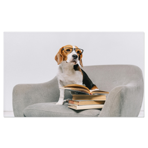 Marimea 70x50CM - Tablou Canvas Beagle Dragut in Fotoliu cu Carti pe Fundal Gri animal, fotoliu, beagle, carti, dragoste, educare 70x50CM