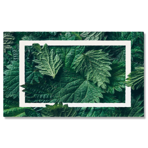 Diverse - Tablou Canvas: Cadru Natural - Un sablon Decorativ cu Frunze si Ierburi 40x25CM