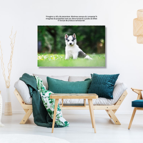 Tablou Canvas Caine Alb Mic, Rasa Husky Siberian, animal de companie, husky, gradina, natura 92 40x25CM [2]