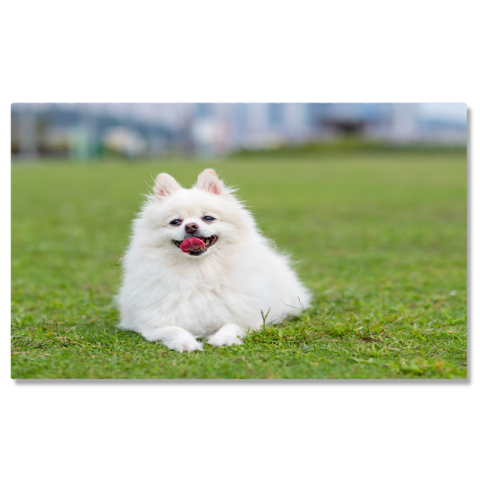 Câini - Tablou Canvas Caine Pomeranian pe iarba verde Pomeranian, Iarba Verde, Natura, Animal, Fericire 3599 40x25CM
