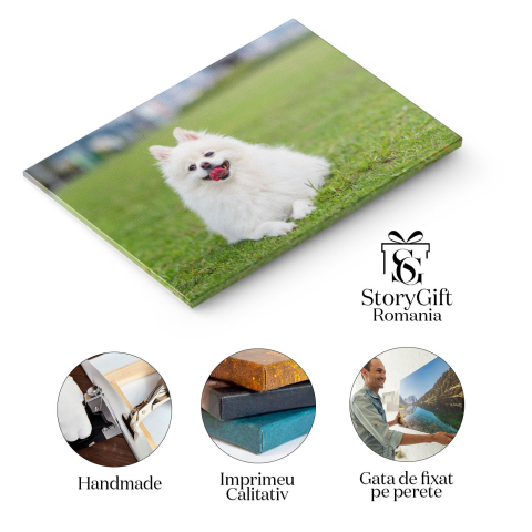 Tablou Canvas Caine Pomeranian pe iarba verde Pomeranian, Iarba Verde, Natura, Animal, Fericire 3599 40x25CM [1]