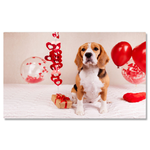 Tablou Canvas Cainele Beagle sta pe pat acoperit cu o patura, caine, Beagle, iubire, prezent, inima 4478 40x25CM [0]