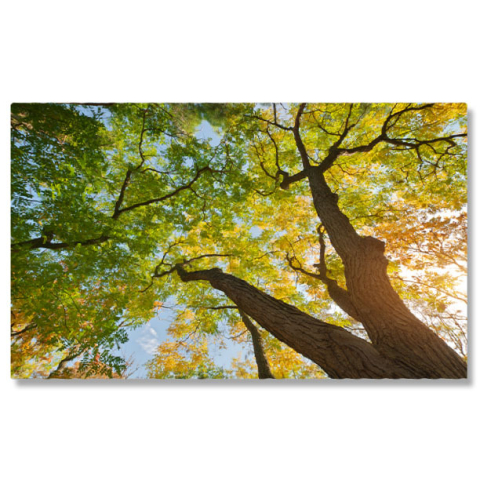 Păduri - Tablou Canvas Calatorie in padurea toamnei, frunze, peisaj natural, toamna 2519 40x25CM