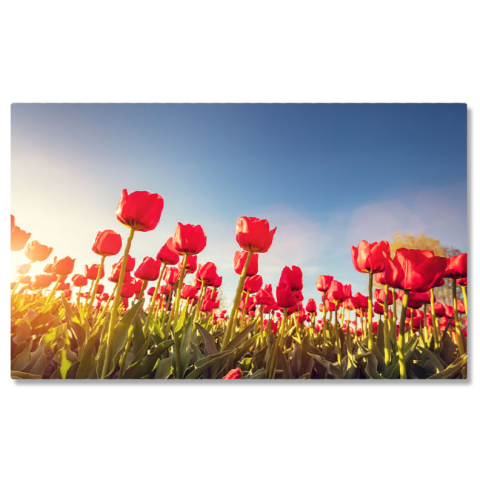 Tablou Canvas Camp de Lalele in Bloom intr-o Zi insorita de Primavara, albastru, natura, agricultura 4843 40x25CM [0]