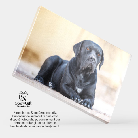 Tablou Canvas Cane Corso Negru Culcat Prieten devot. Cane Corso, negru, prieten, devot 863 40x25CM [3]
