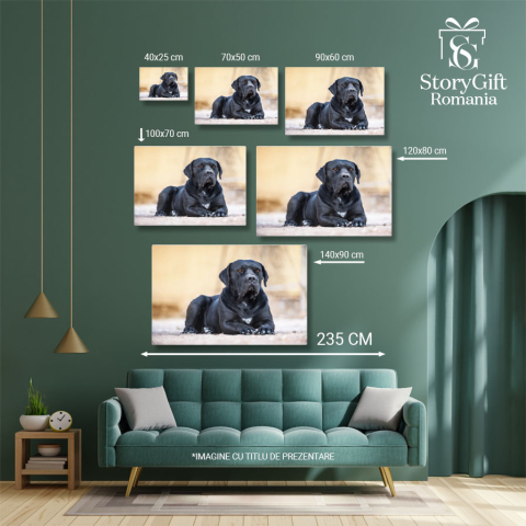 Tablou Canvas Cane Corso Negru Culcat Prieten devot. Cane Corso, negru, prieten, devot 863 40x25CM [4]