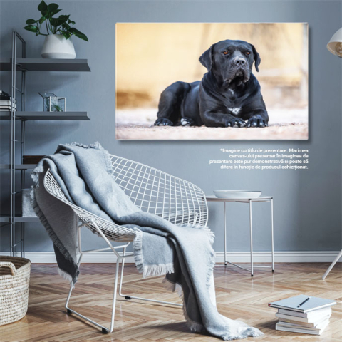 Tablou Canvas Cane Corso Negru Culcat Prieten devot. Cane Corso, negru, prieten, devot 863 40x25CM [2]