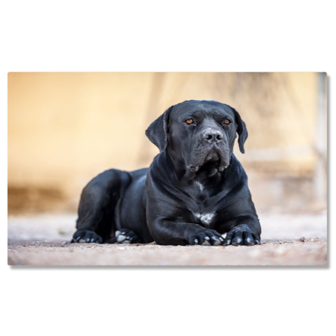 Tablouri Canvas - Tablou Canvas Cane Corso Negru Culcat Prieten devot. Cane Corso, negru, prieten, devot 863 40x25CM