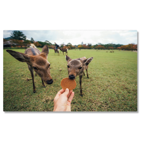 Animale - Tablou Canvas Cerbi si Fauna in Parcul Nara, Kyoto, Japonia Nara, animale, bambi, parcul Nara, Kyoto 1618 40x25CM