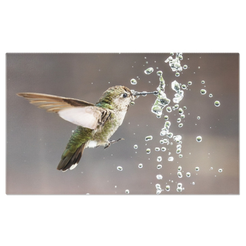 Marimea 60x40CM - Tablou Canvas Colibri Anna, mascul, joaca cu fantana, baut, natura, pene vibrante, mic 70x50CM