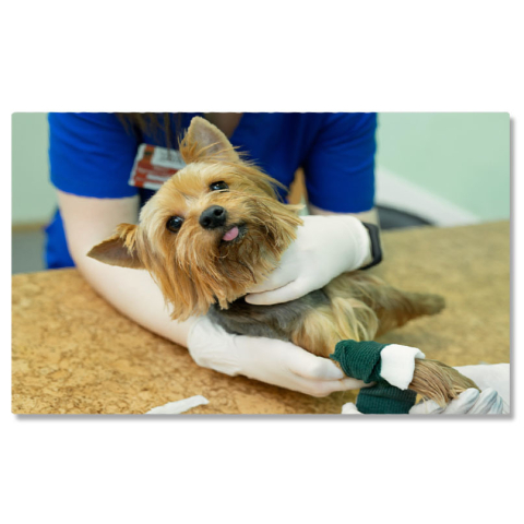 Câini - Tablou Canvas: Consultatie la Clinica - Sanatate si Medicina 40x25CM