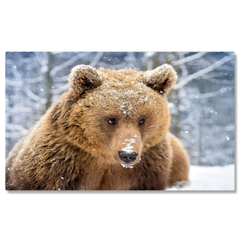 Animale - Tablou Canvas - Creatura Padurii, Urs Brun si Frigul Arctic 40x25CM