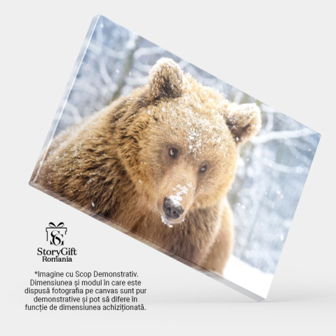 Tablou Canvas - Creatura Padurii, Urs Brun si Frigul Arctic 40x25CM [3]
