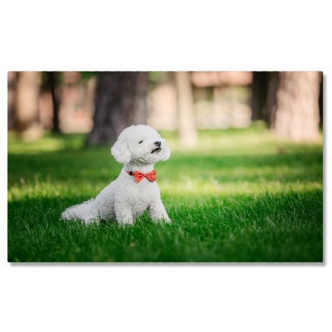 Câini - Tablou canvas cu catel, papion, buline, gazon, natura, lumina naturala, multicolor 40x25CM