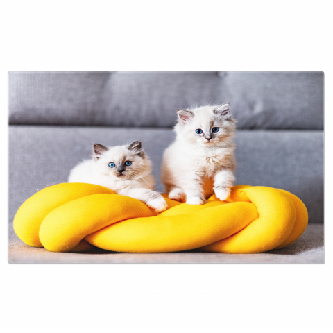 Pisici - Kitten Ragdoll în Repous - Pisoi de Rasă Pură cu Privire Dulce, Marime 40x25CM