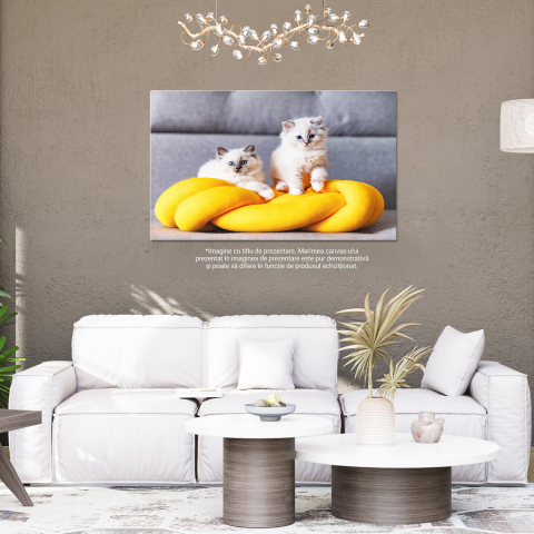 Kitten Ragdoll în Repous - Pisoi de Rasă Pură cu Privire Dulce, Marime 40x25CM [3]