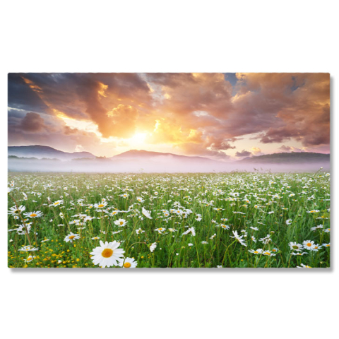 Flori - Tablou Canvas -Cu Margarete in Dimineata Cetoasa natura, peisaj, dimineata, ceai, flori 1594 40x25CM