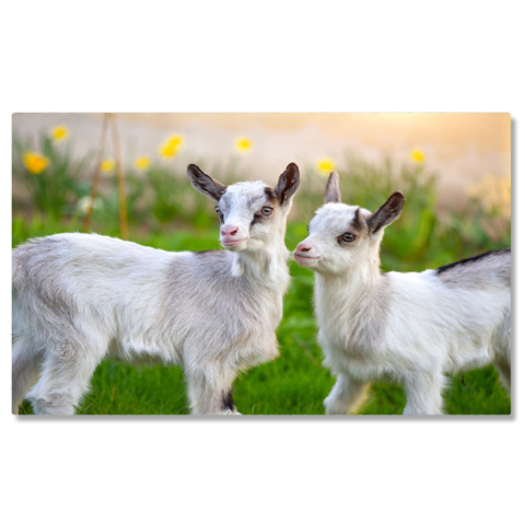 Animale - Tablou Canvas cu Pui de Capra in Gradina - Micute Fiinte Curioase 40x25CM